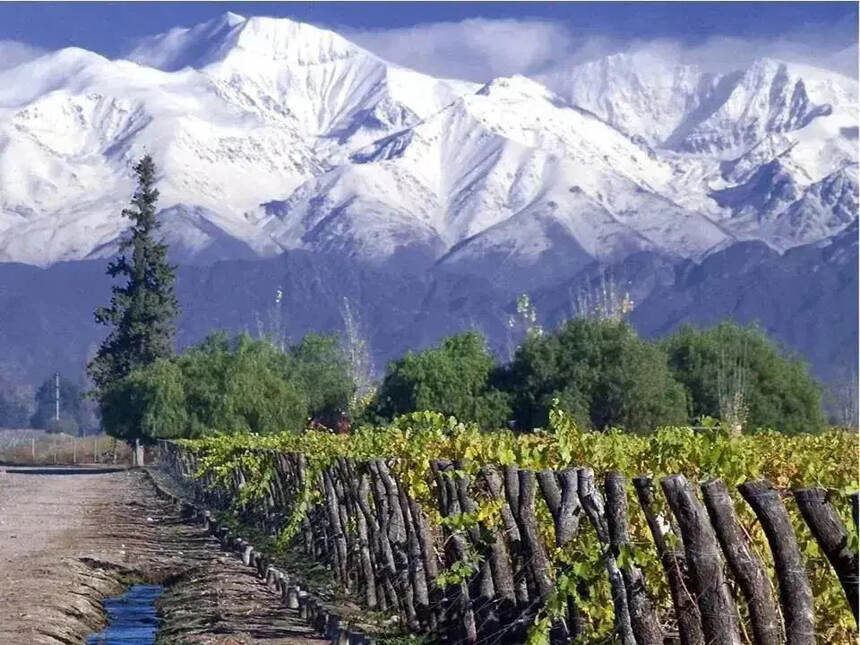 新世界葡萄酒众多，智利为何能占据C位？