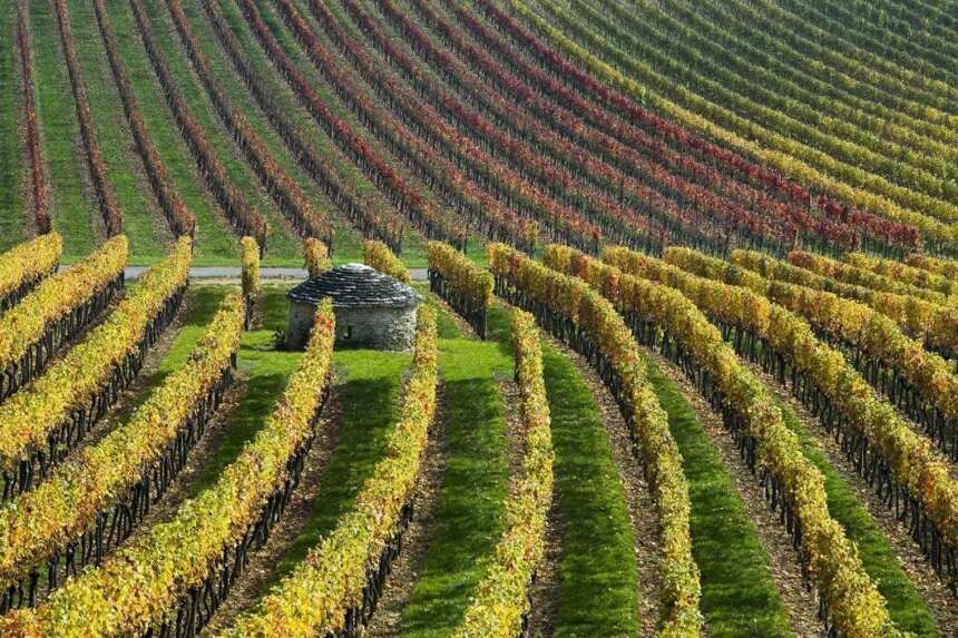 全世界最名贵红酒的出产地，它贵在哪里？| 富隆酒业