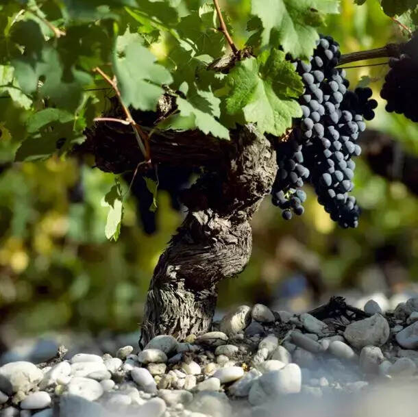 专访 | 波尔多1855列级葡萄园里的“真正”列级葡萄酒——百家富