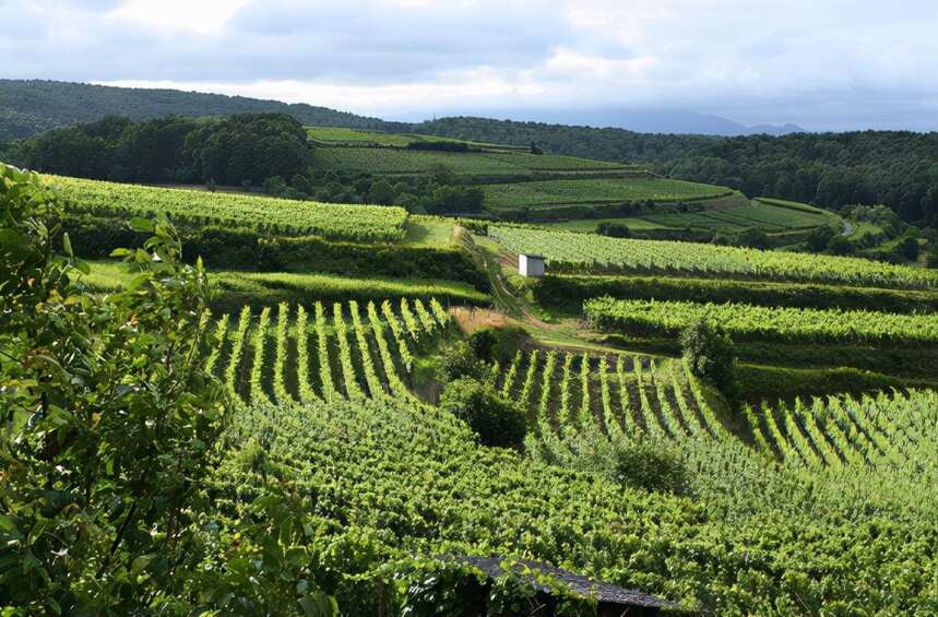 为什么意大利西西里岛的葡萄酒越来越受欢迎？