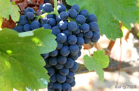 西西里不只有美丽传说，还有优质葡萄酒