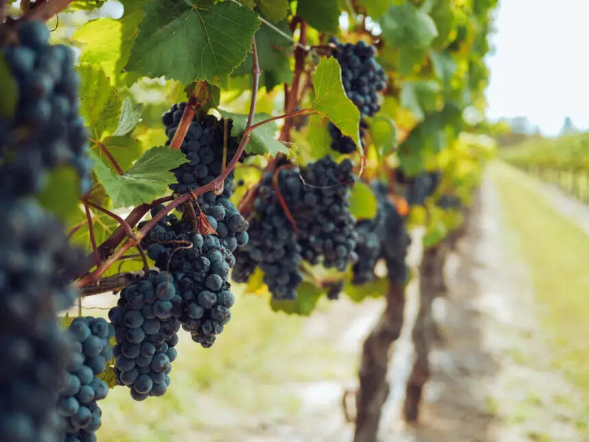 南非“禁酒令”解除，葡萄酒行业能否迎来转机？