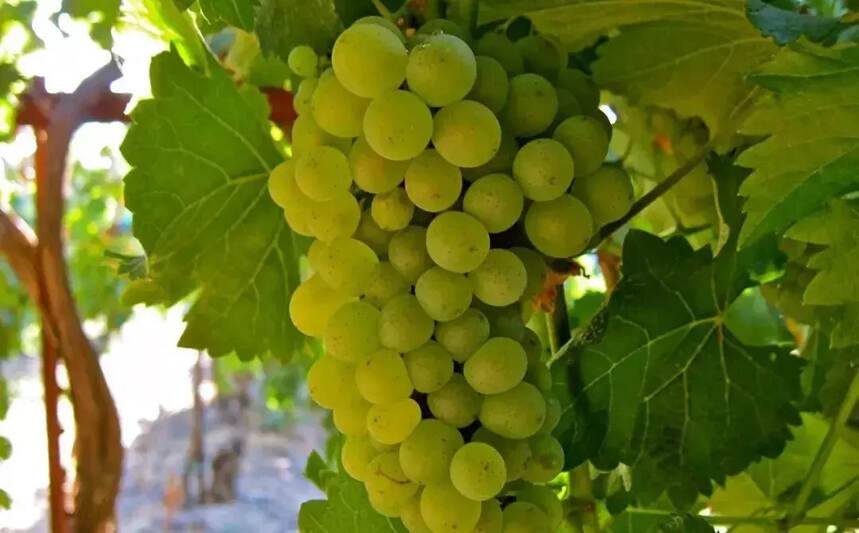 白诗南：从干白到甜白，静止葡萄酒到起泡酒，都能胜任的葡萄品种