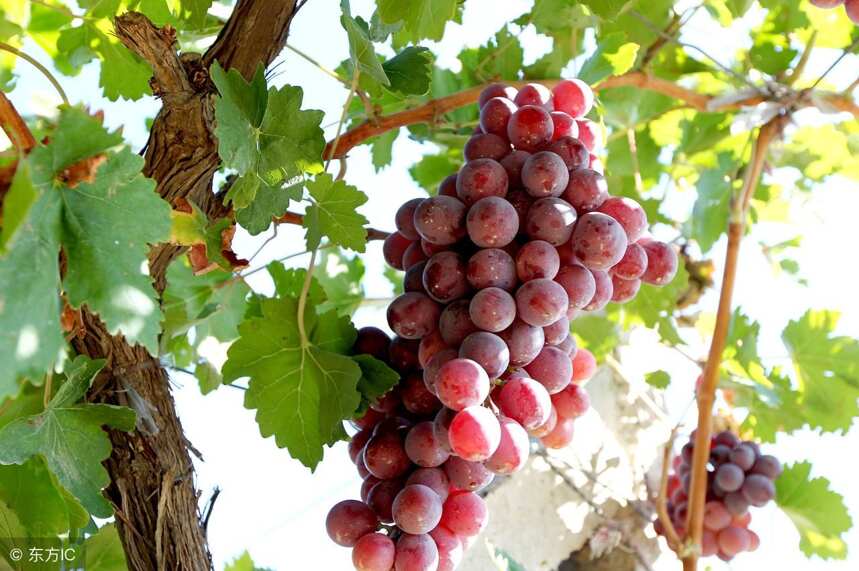 树龄越老，葡萄越好，葡萄好，酿出的酒 最好？