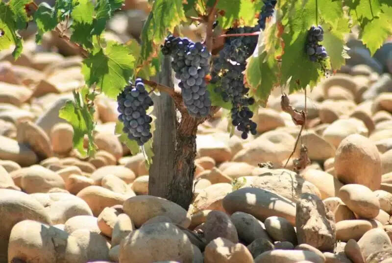 影响葡萄酒的质量原因有六条，你知道几条？