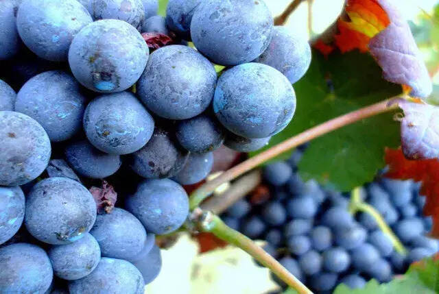 常被忽略的意大利“平民”葡萄品种，被誉为“无需等待的巴罗洛”