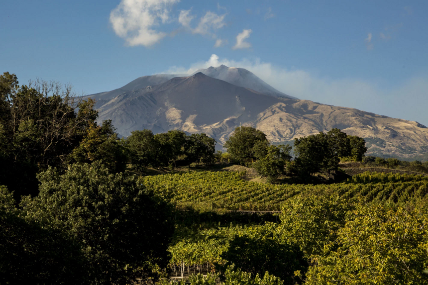 西西里的本土白葡萄品种