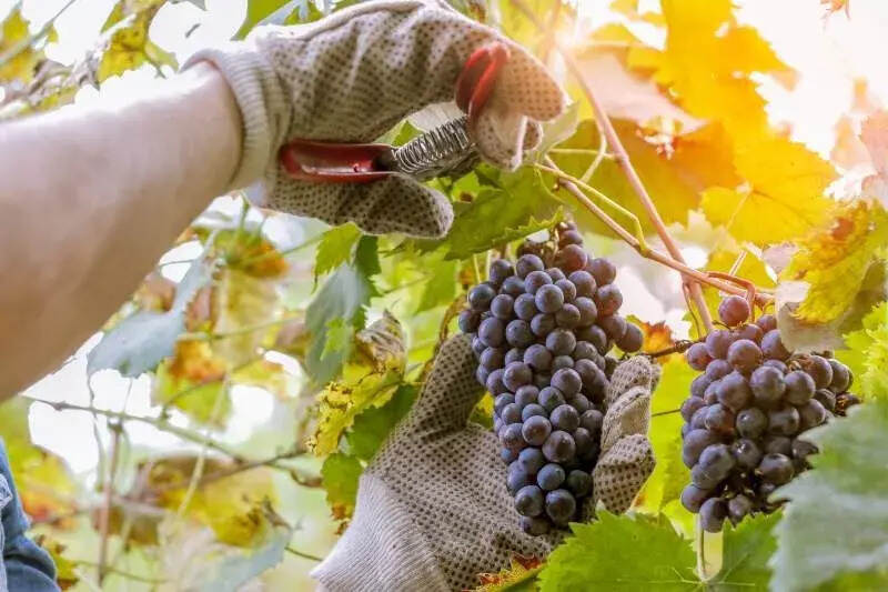 酿酒葡萄和我们平时吃的葡萄有什么不同？