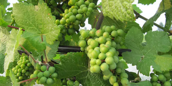 世界七大葡萄品种