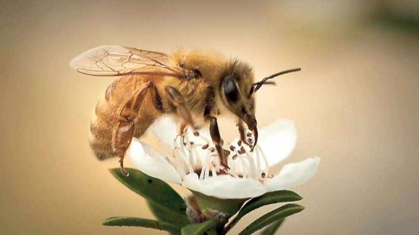 蜂蜜到底多少钱一斤？盘点全球最贵的六大蜂蜜