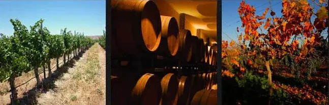 商机无限！智利散装葡萄酒增长58%，稳居第一位