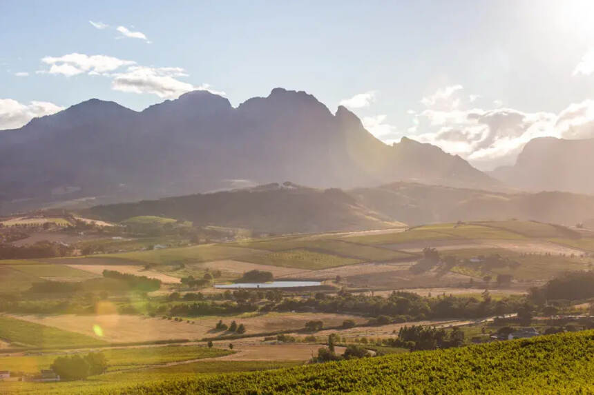 南非“禁酒令”解除，葡萄酒行业能否迎来转机？
