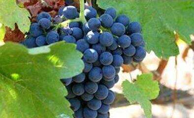 常见的白葡萄和红葡萄品种