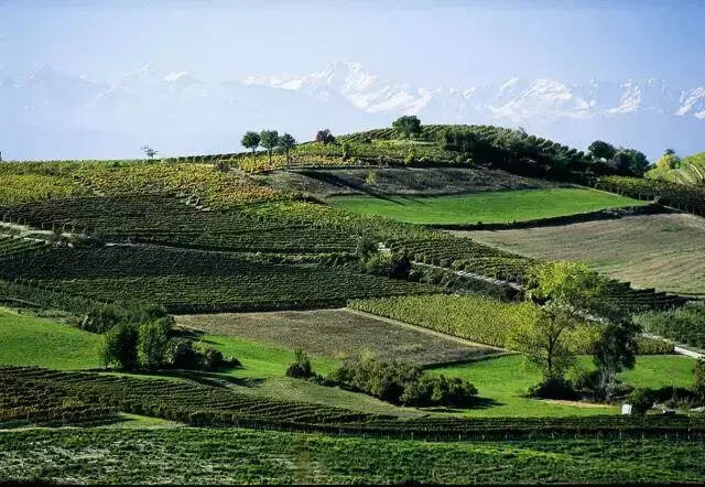 常被忽略的意大利“平民”葡萄品种，被誉为“无需等待的巴罗洛”