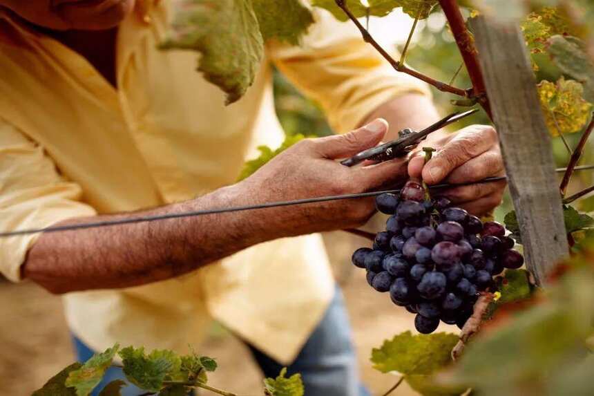 欧洲葡萄园面临40℃高温“烤”验，未来葡萄酒会涨价吗？