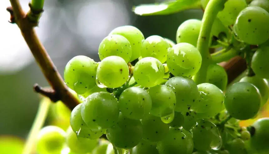 白诗南：从干白到甜白，静止葡萄酒到起泡酒，都能胜任的葡萄品种