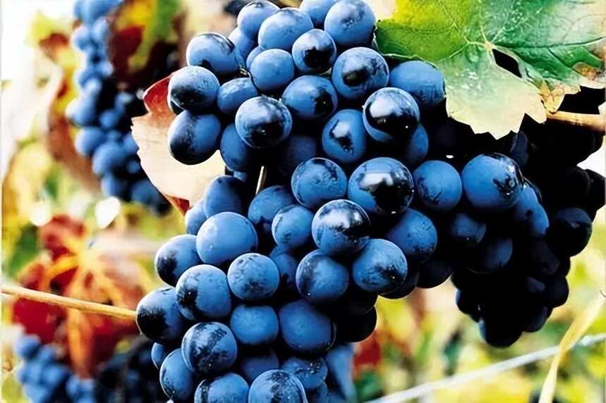 【法庄】伟大的葡萄酒大多诞生在坏年份！