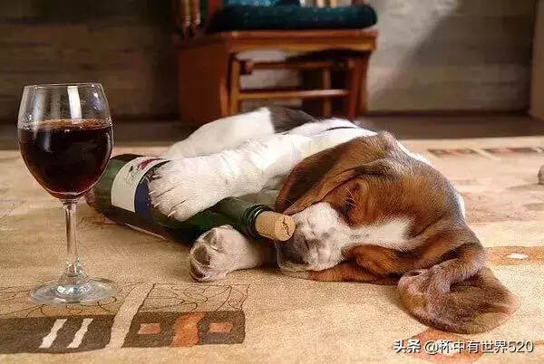 喝了这么久的葡萄酒，竟不知道它对改善睡眠作用这么大
