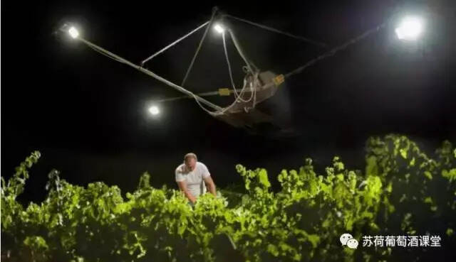 葡萄园的收获季节，酒农和酿酒师如何确定葡萄的采摘时间？