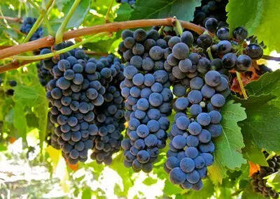 两颗葡萄的年终总结：酿酒葡萄VS食用葡萄！