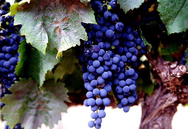 果味诱惑丨探寻不同品种葡萄酒中的水果风味，令人痴迷、让人沉醉