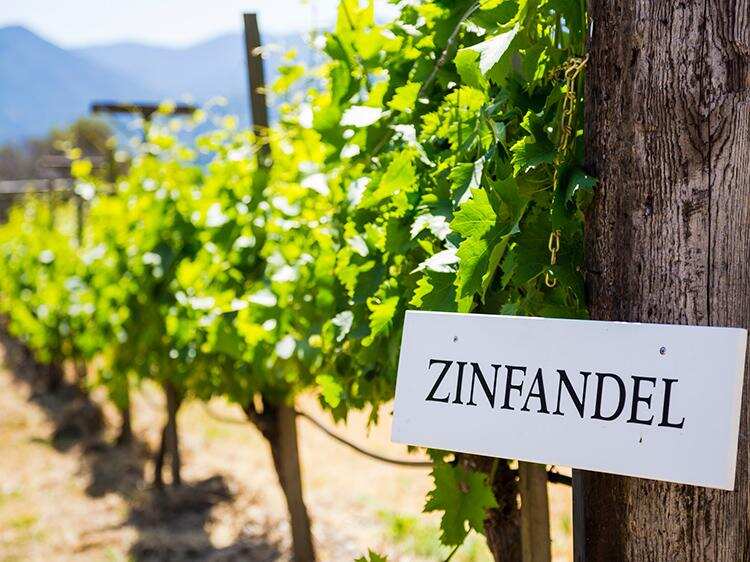 仙粉黛（Zinfandel）——加州葡萄酒的名片