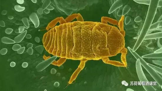 作为葡萄种植危害头把交椅的根瘤蚜虫到底是咋回事儿？
