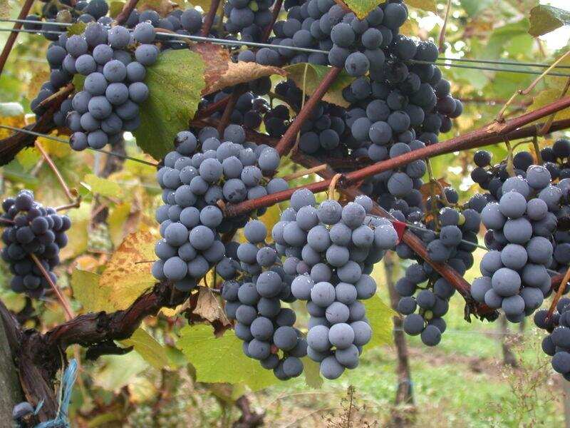 果味诱惑丨探寻不同品种葡萄酒中的水果风味，令人痴迷、让人沉醉