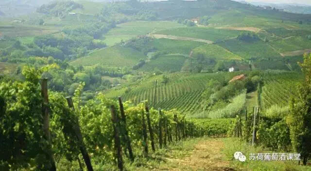 莱蒂齐娅白葡萄酒：艾米利亚罗马涅产区出品 白玉霓和霞多丽混酿