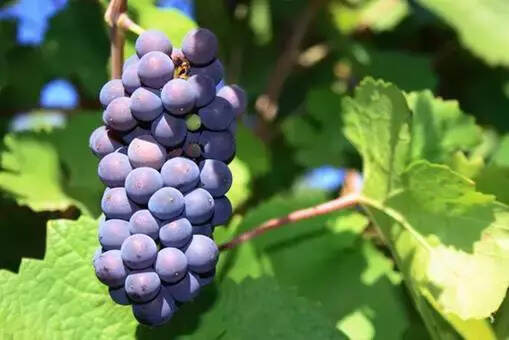 两颗葡萄的年终总结：酿酒葡萄VS食用葡萄！