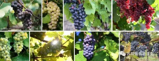 为什么有些葡萄可以被称为国际葡萄品种？