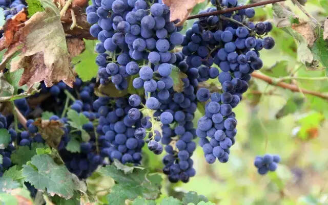 十个问题读懂葡萄品种｜十问十答学美酒