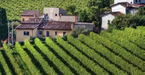 欢乐颂：意大利萨拓礼家族出品 风干葡萄酒工艺酿造 陈酿12个月