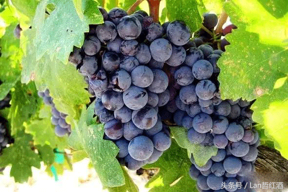 十种常见酿酒葡萄品种简介