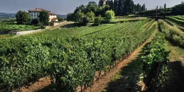欢乐颂：意大利萨拓礼家族出品 风干葡萄酒工艺酿造 陈酿12个月