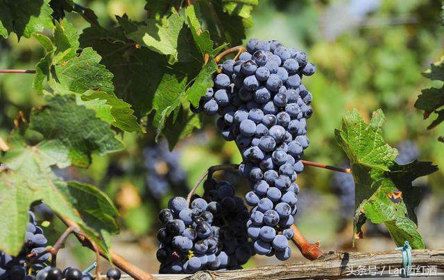 十种常见酿酒葡萄品种简介