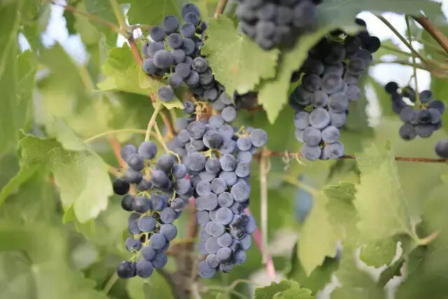 十个问题读懂葡萄品种｜十问十答学美酒