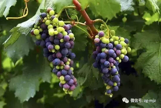 「葡萄酒文化系列」葡萄种植与产区分布