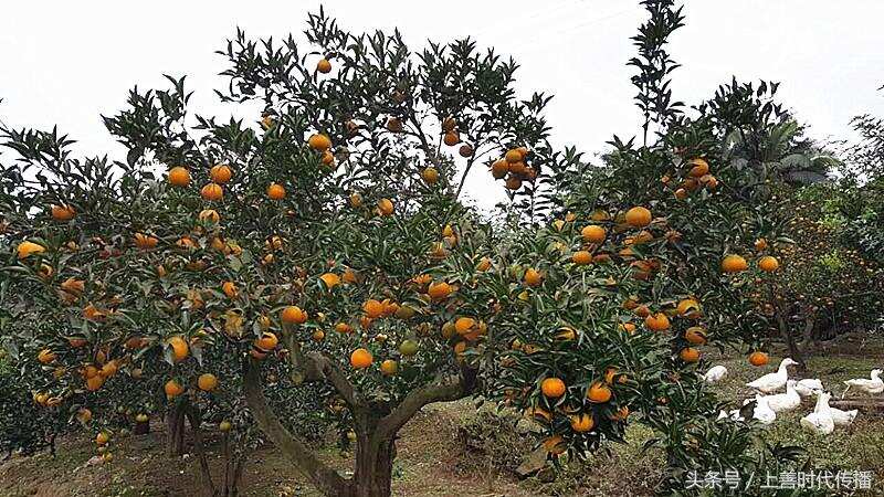 金石井柑橘品质与文化结合 成就区域特色果品优势