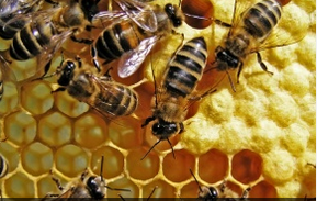 蜂蜜的保健功能无充分科学证据   不可信