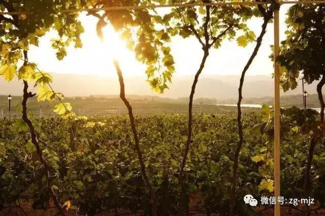 「葡萄酒文化系列」葡萄种植与产区分布