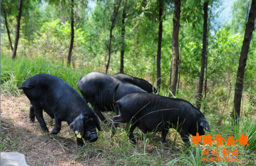 张育贤：巴山牧业打造生态品牌 做中国最好品质猪肉