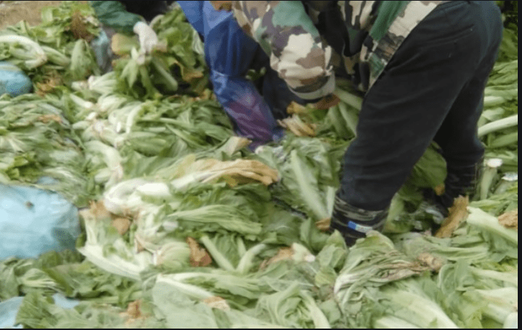 “土坑酸菜“不仅仅是触碰了国家食品安全的底线，还缺失了这些？