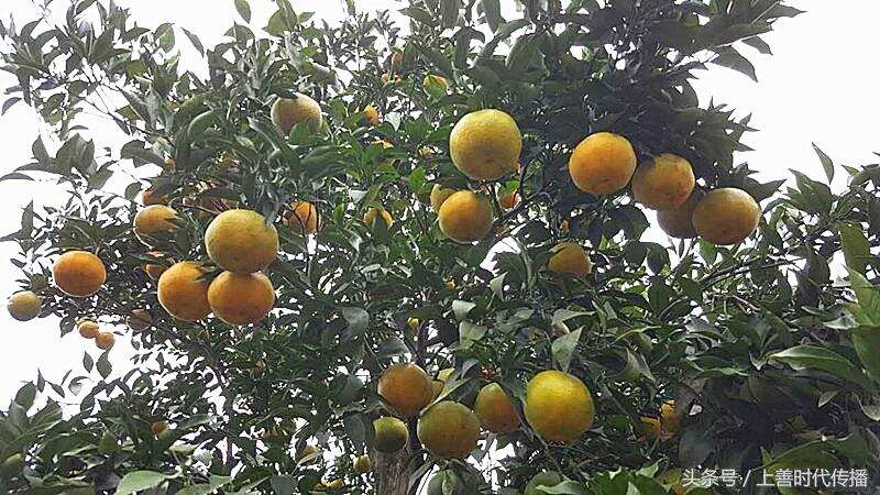 金石井柑橘品质与文化结合 成就区域特色果品优势
