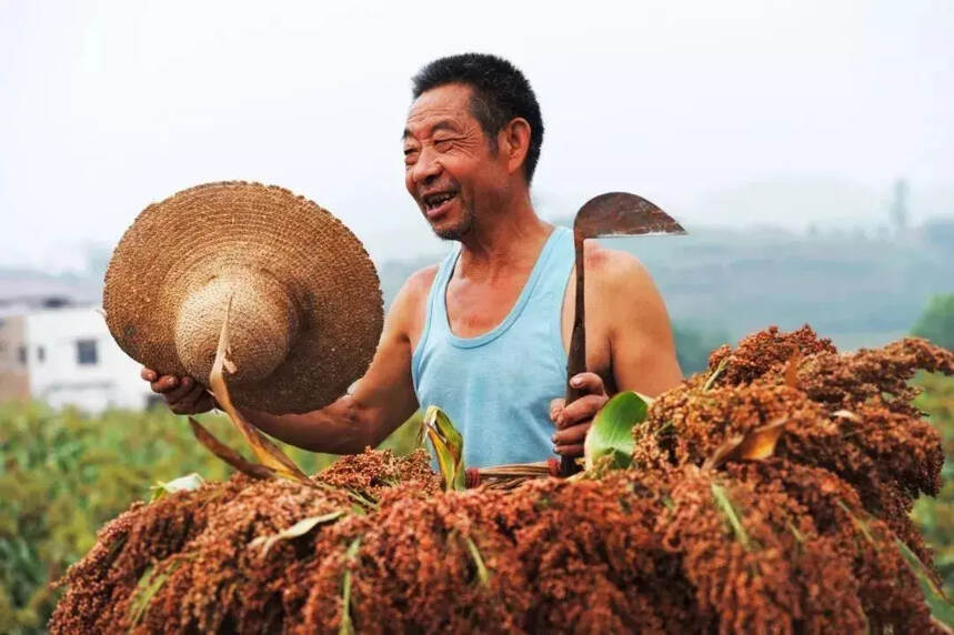因为有机高粱，泸州老窖获中华人民共和国农业农村部褒奖