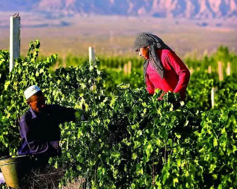 王莹：葡萄酒产业助力大美新疆社会发展