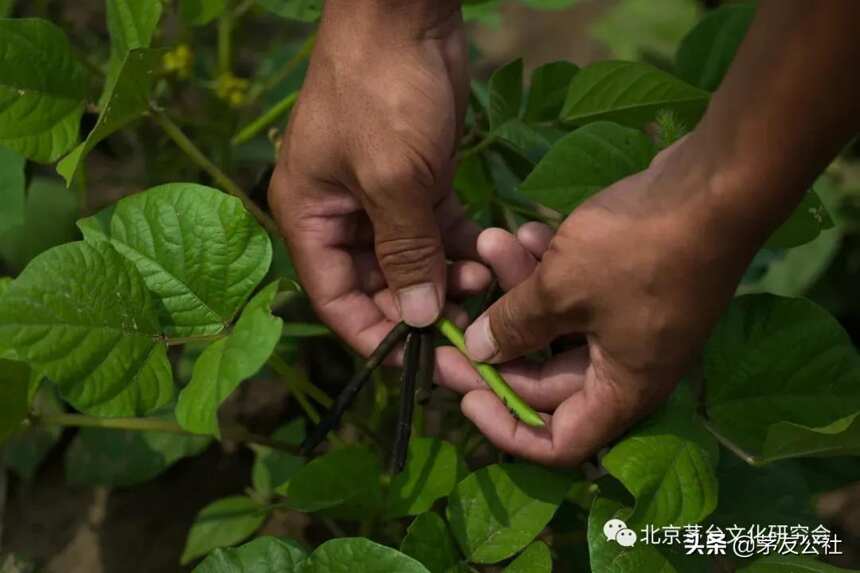 茅友公社以“生态保护+产业助农”扩大公益力量