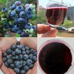 如何自制蓝莓酒，简单的蓝莓酒做法