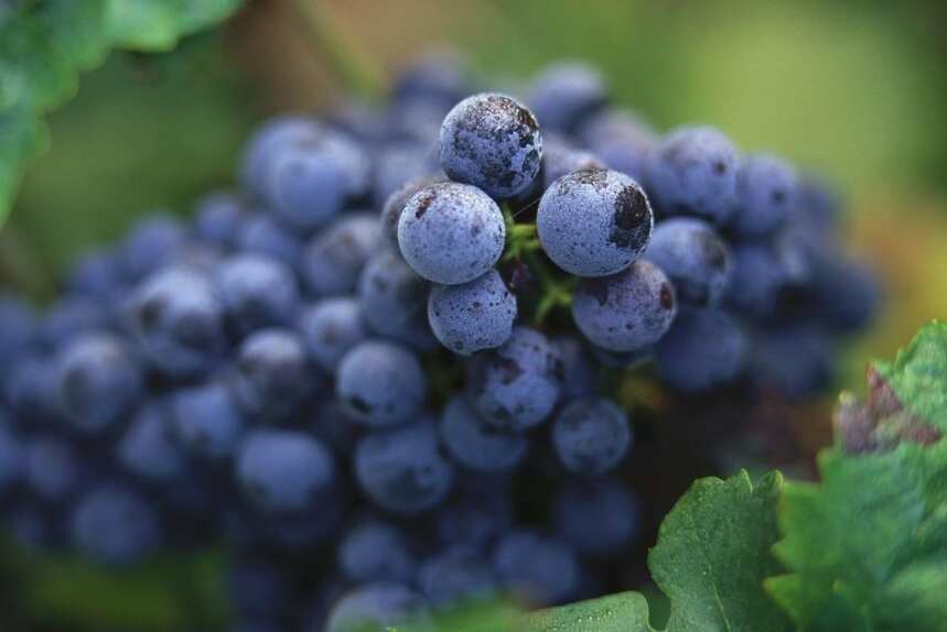 影响葡萄酒口感的因素有很多，如葡萄品种、橡木桶、品鉴方式…