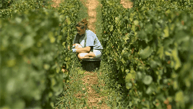 品乐Pinor：在法国葡萄园上班，就像在东北掰玉米……